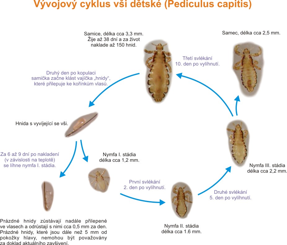 ves cyklus