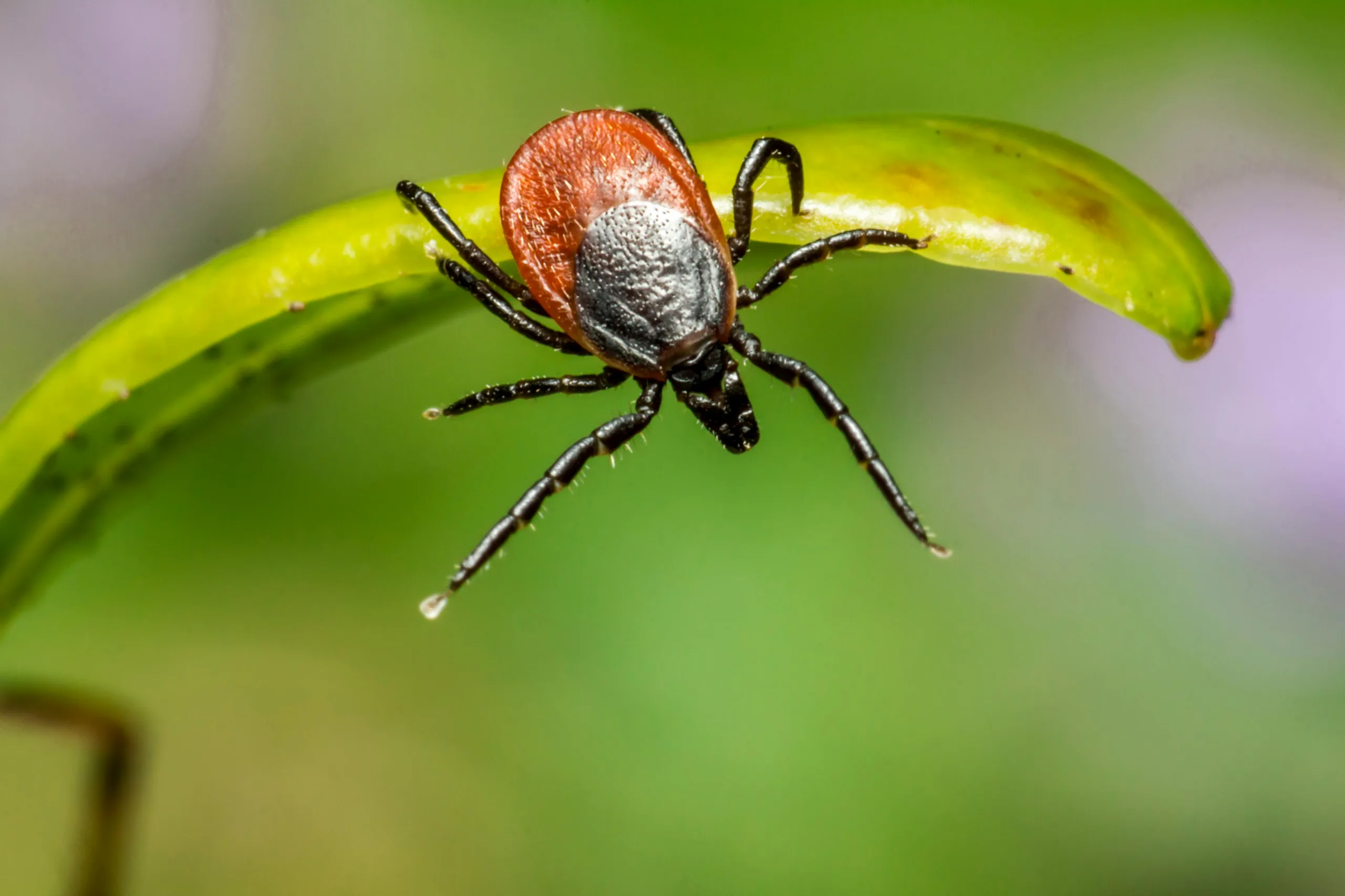 pexels erik karits 2093459 3757597 scaled